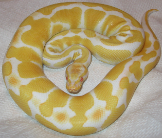Illustration for article titled Why Albino Animals Aren't Always White (And Non-Albino Animals Are)